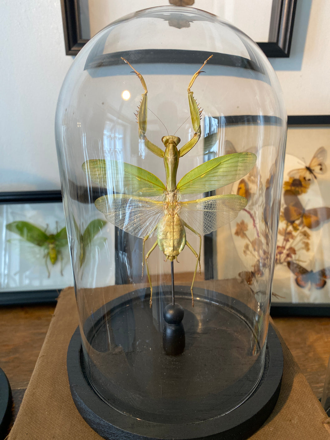 Cloche en verre avec mante asiatique géante