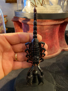 Globe véritable scorpion