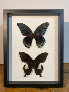 Cadre duo de papillons