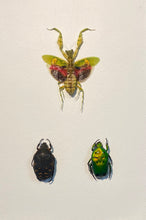 Charger l&#39;image dans la galerie, Cadre trio d’insectes
