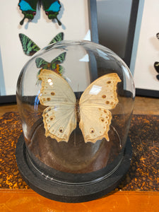 Globe papillon