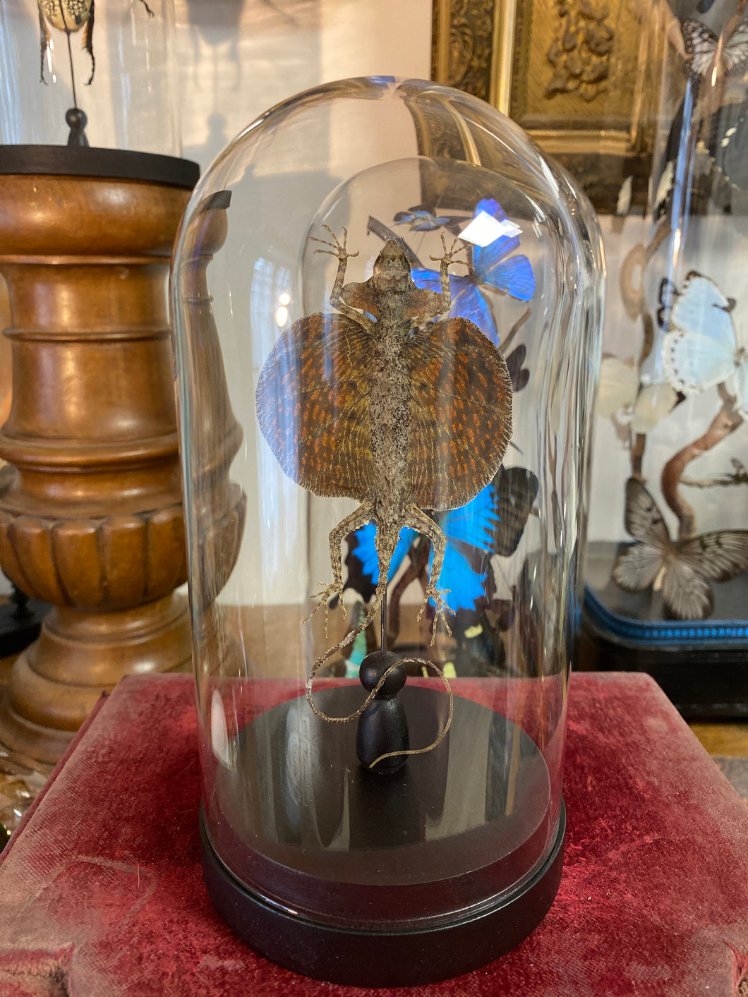 Lézard volant « Draco » sous globe en verre
