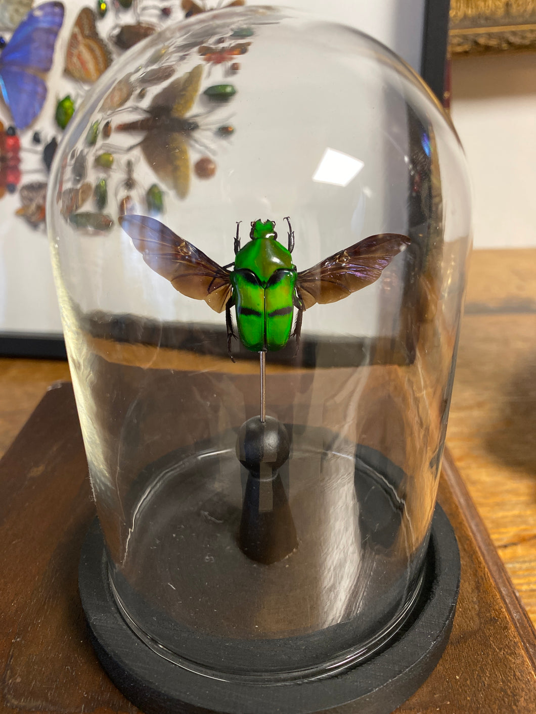 Globe en verre avec ischiopsopha bifasciata