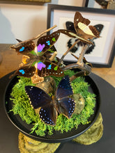 Charger l&#39;image dans la galerie, Globe « 360 de nature »
