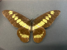 Charger l&#39;image dans la galerie, Cadre papillon

