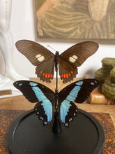 Charger l&#39;image dans la galerie, Globe duo de papillons
