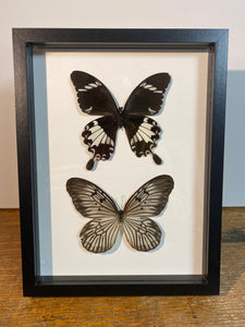 Cadre duo de papillons