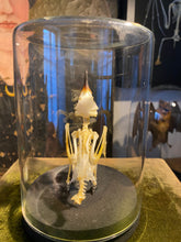 Charger l'image dans la galerie, Squelette d’oiseau sous verre
