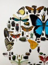 Charger l&#39;image dans la galerie, Cadre tête de mort aux insectes moyen modèle
