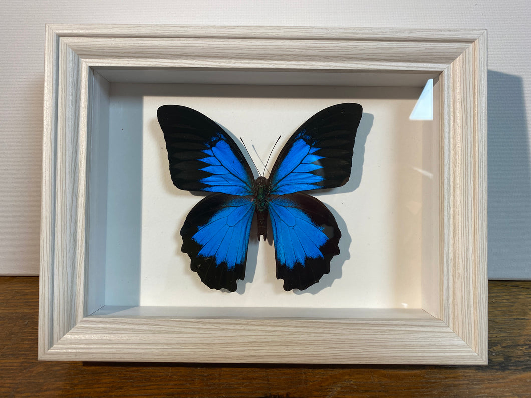 Cadre papillon