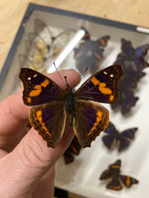 Charger l&#39;image dans la galerie, Globe bulle papillon doxocota elis
