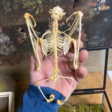 Charger l&#39;image dans la galerie, Squelette de chauve-souris dans coffret en verre
