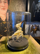 Charger l'image dans la galerie, Squelette d’oiseau sous verre
