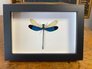 Cadres Libellules (demoiselles)