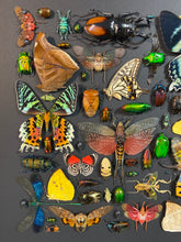Charger l'image dans la galerie, Cadre aux insectes

