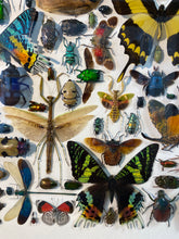 Charger l'image dans la galerie, Cadre aux insectes
