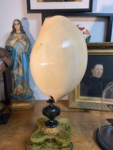 Charger l&#39;image dans la galerie, Coquillage Melo diadema grand modèle
