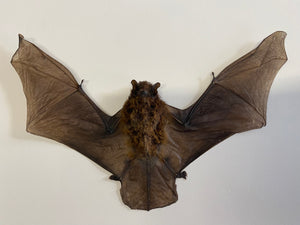 Cadre chauve souris