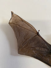 Charger l&#39;image dans la galerie, Cadre chauve souris
