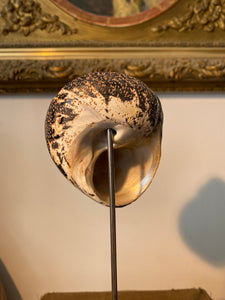 Coquillage cittarium pica