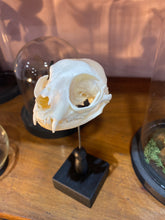 Charger l'image dans la galerie, Veritable crâne de chat sous globe
