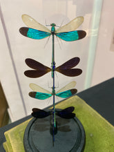 Charger l'image dans la galerie, Globe quatuor de demoiselle
