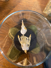 Charger l&#39;image dans la galerie, Squelette d’oiseau sous verre
