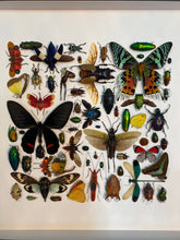Charger l'image dans la galerie, Cadre aux insectes

