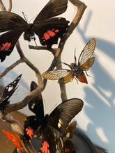 Charger l&#39;image dans la galerie, Globe envolée de papillons d’insectes
