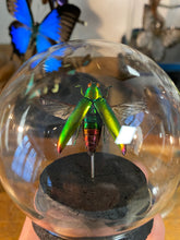 Charger l&#39;image dans la galerie, Globe bulle chrysochroa Aurora
