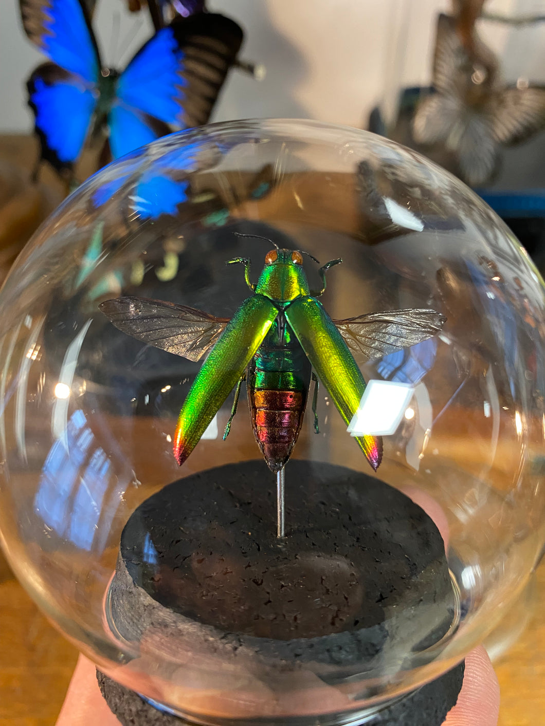 Globe bulle chrysochroa Aurora