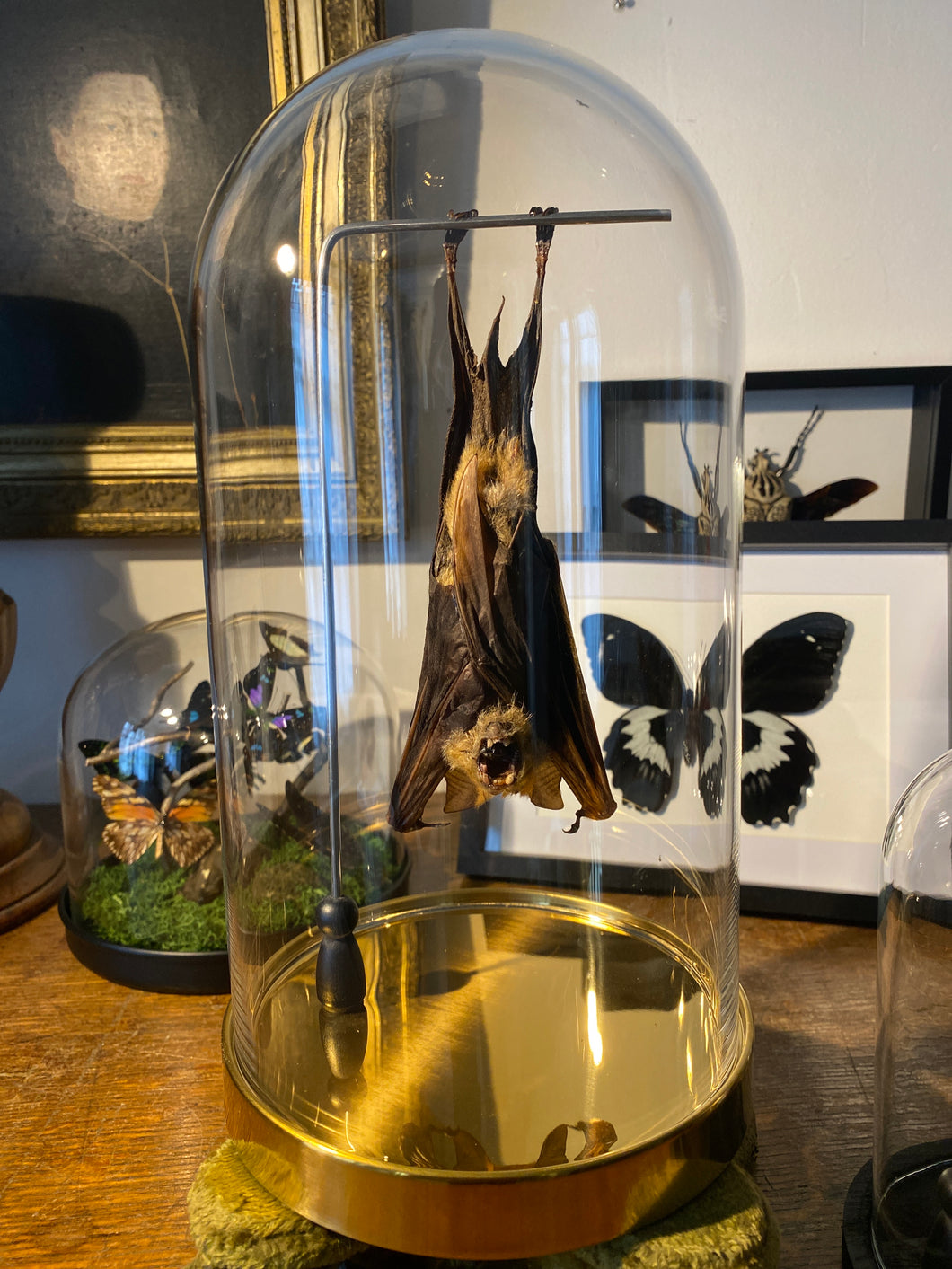 Véritable chauve-souris hipposideros diadema