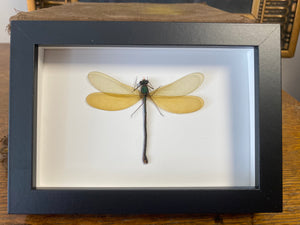 Cadres Libellules (demoiselles)