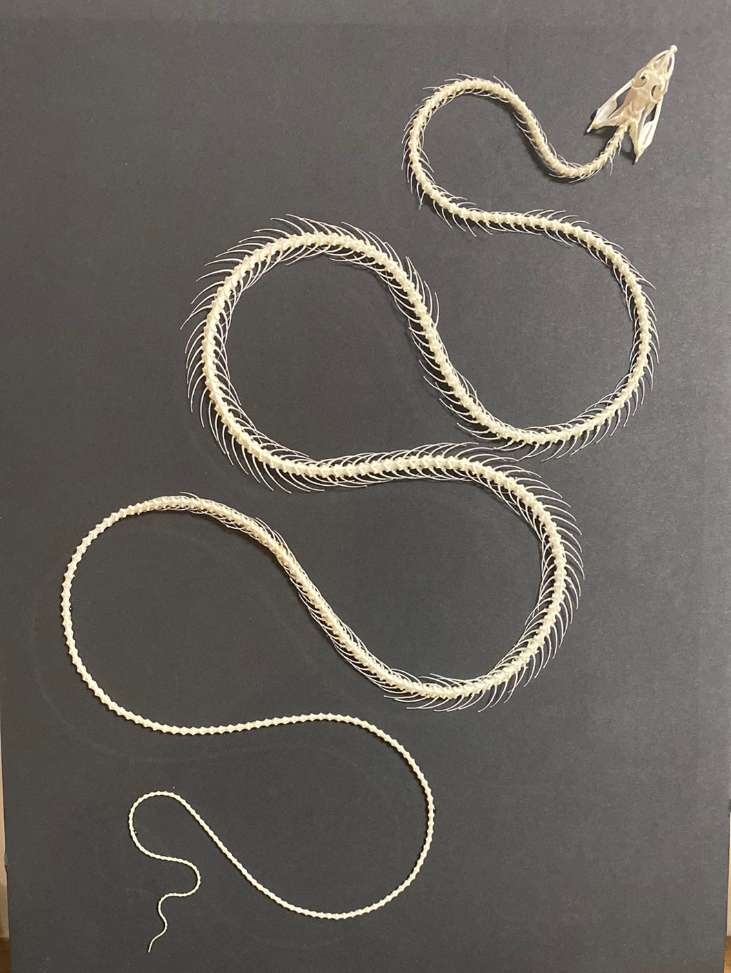 Cadre squelette de serpent grand modèle