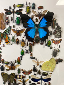 Cadre tête de mort aux insectes moyen modèle