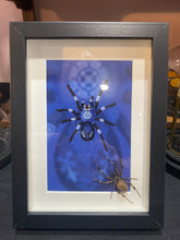 Charger l'image dans la galerie, Cadre avec illustration
