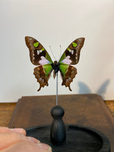 Charger l&#39;image dans la galerie, Papillon graphium weiskei sous globe en verre
