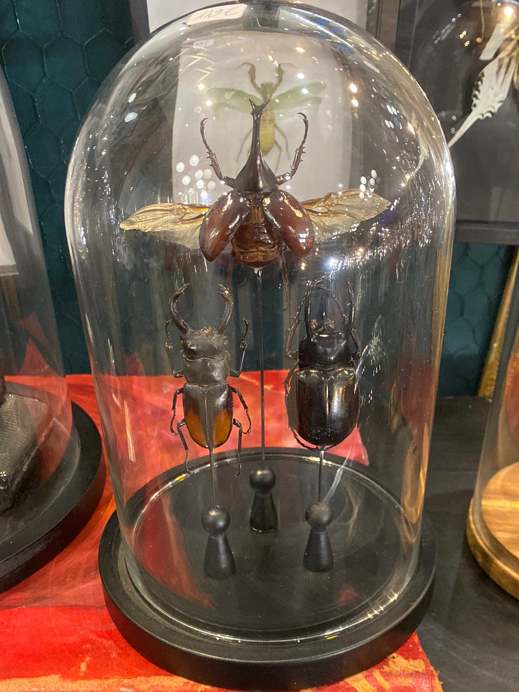 Trio de scarabées