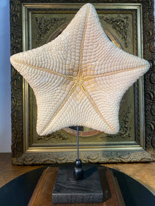 Étoile de mer coussin culcita