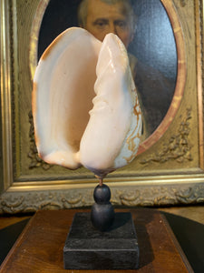 Coquillage Volute Nobilis