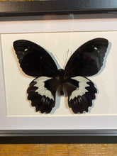 Charger l&#39;image dans la galerie, Cadre papillon « papilio gambrisius »
