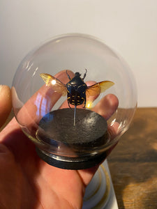 Globe bulle protaetia celebica