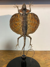 Charger l&#39;image dans la galerie, Lézard volant « Draco » sous globe en verre
