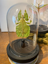 Charger l&#39;image dans la galerie, Phasme feuille sous globe en verre
