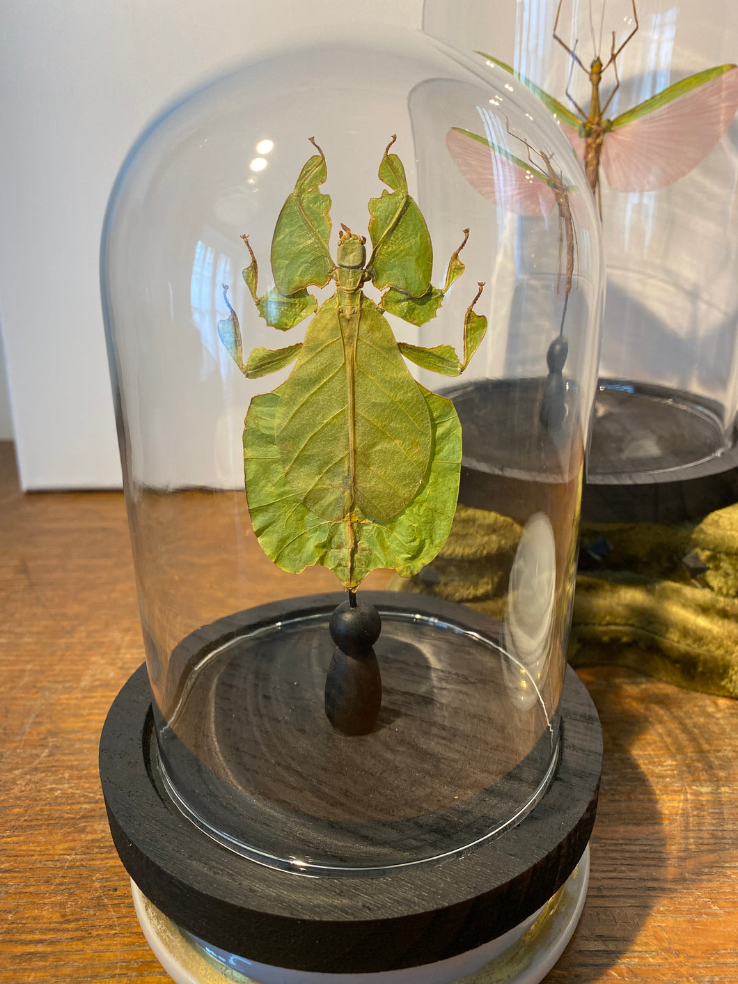 Phasme feuille sous globe en verre
