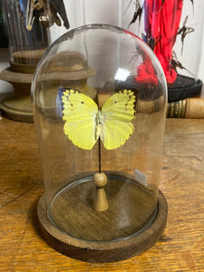 Globe papillon