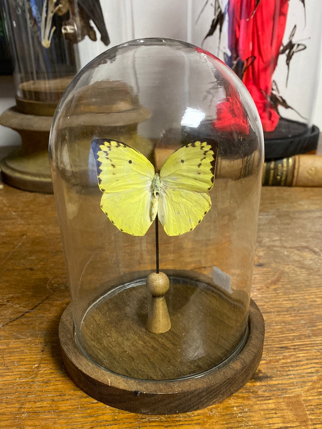 Globe papillon