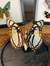 Charger l&#39;image dans la galerie, Globe papillon
