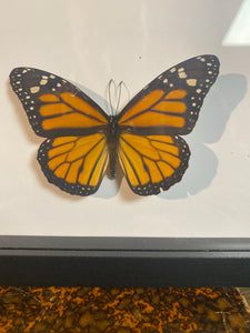 Cadre duo de papillons