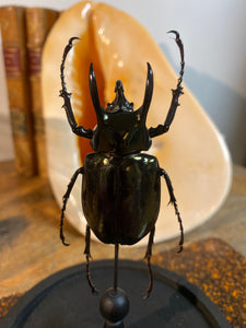 Globe en verre avec chalcosoma atlas